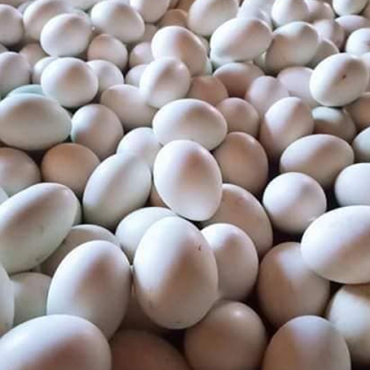 trứng vịt 21,5 ký